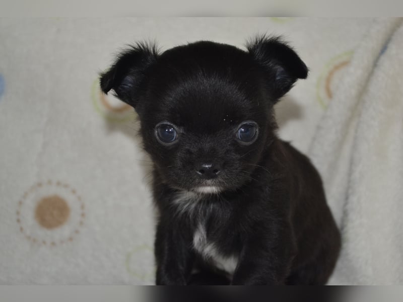 Ein Traum in Schwarz....Chihuahua Langhaar Rüde aus seriöser VDH Zucht