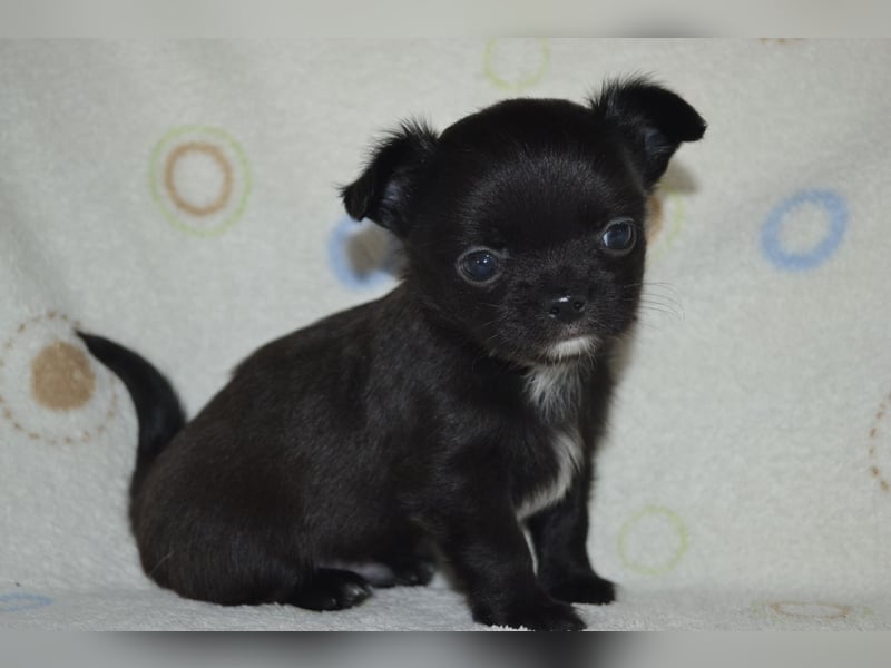 Ein Traum in Schwarz....Chihuahua Langhaar Rüde aus seriöser VDH Zucht