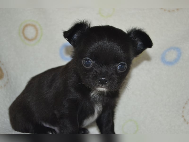 Ein Traum in Schwarz....Chihuahua Langhaar Rüde aus seriöser VDH Zucht