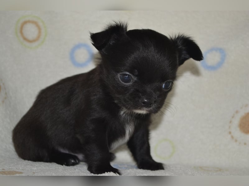 Ein Traum in Schwarz....Chihuahua Langhaar Rüde aus seriöser VDH Zucht