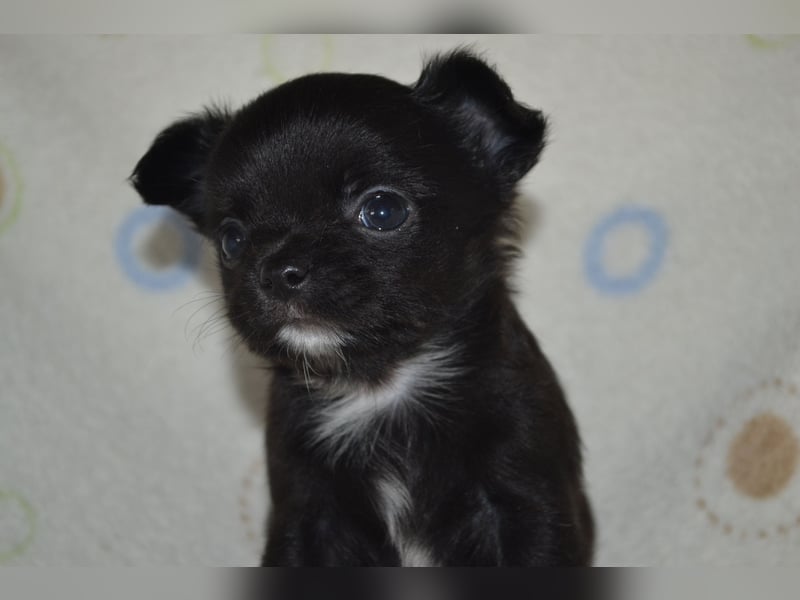 Ein Traum in Schwarz....Chihuahua Langhaar Rüde aus seriöser VDH Zucht