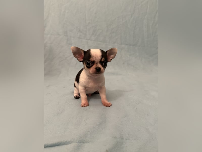 Ein Chihuahua Welpen