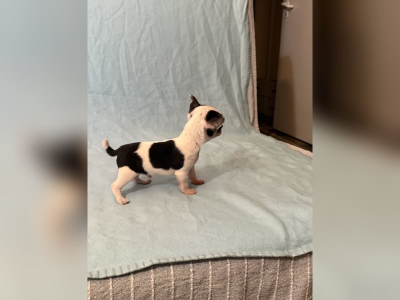 Ein Chihuahua Welpen