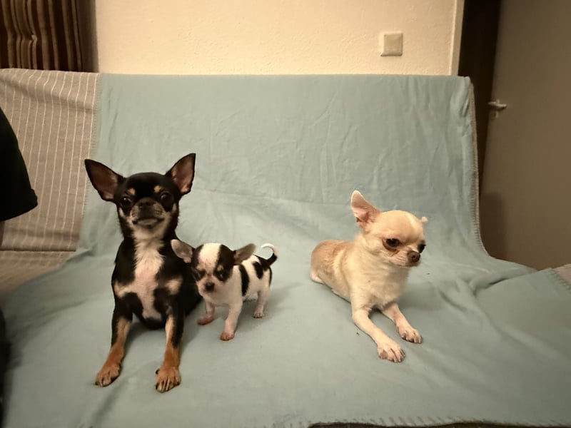 Ein Chihuahua Welpen