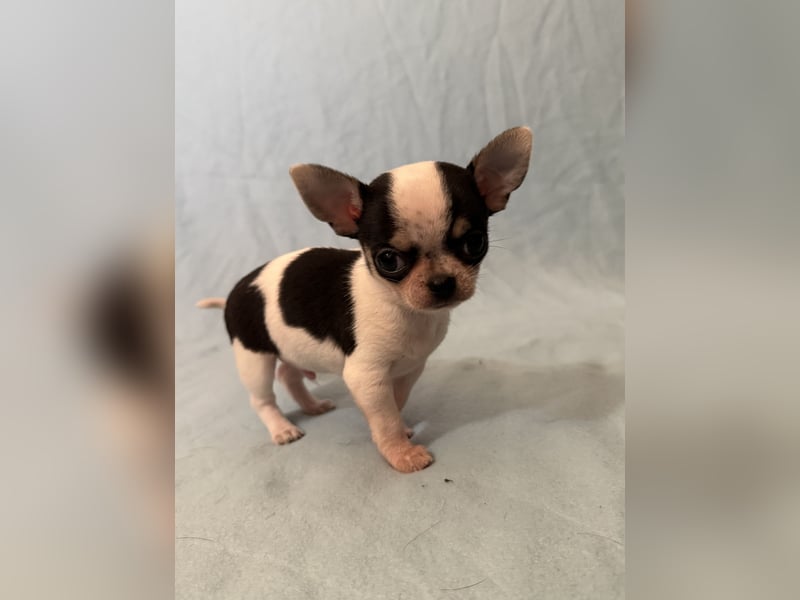 Ein Chihuahua Welpen