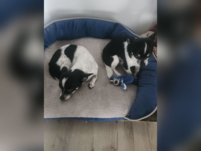 Chihuahua Hunde