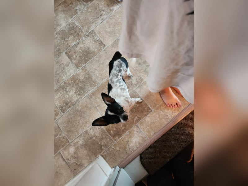 Chihuahua Hunde