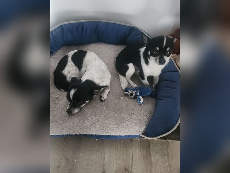 Chihuahua Hunde