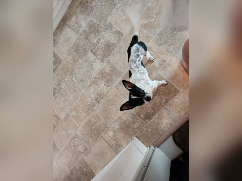 Chihuahua Hunde
