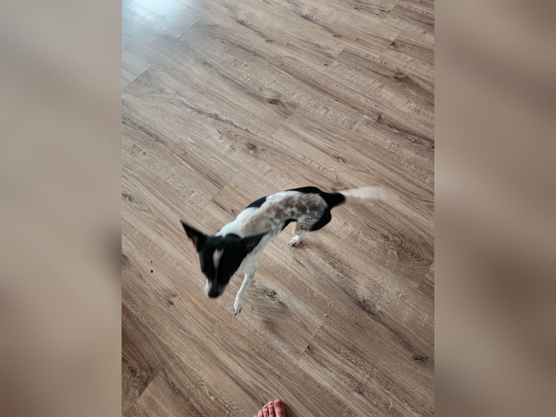 Chihuahua Hunde