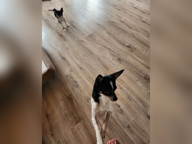 Chihuahua Hunde