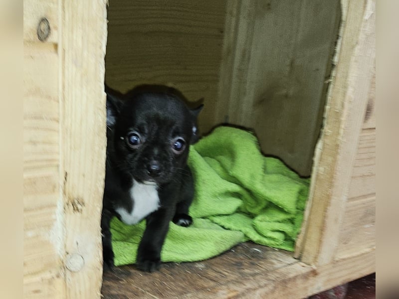 Im Auftrag Chihuahua Welpen zuverkaufen.