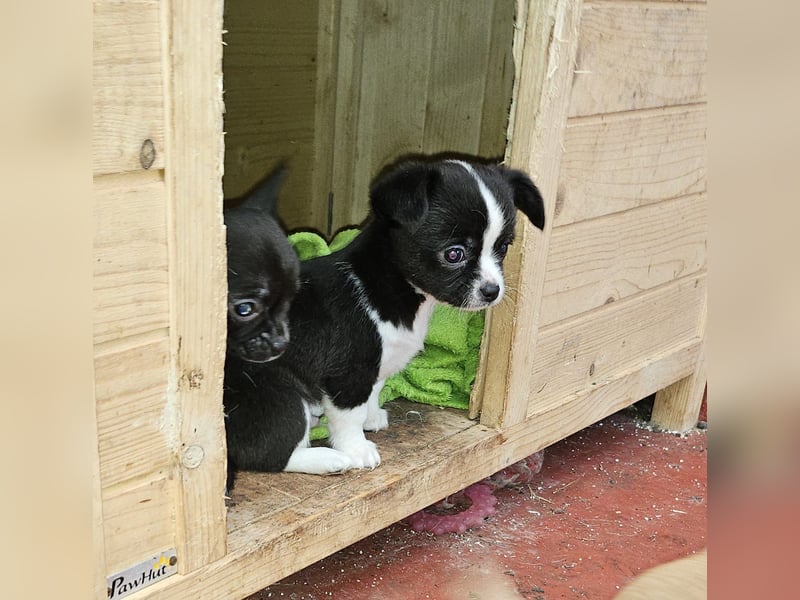 Im Auftrag Chihuahua Welpen zuverkaufen.
