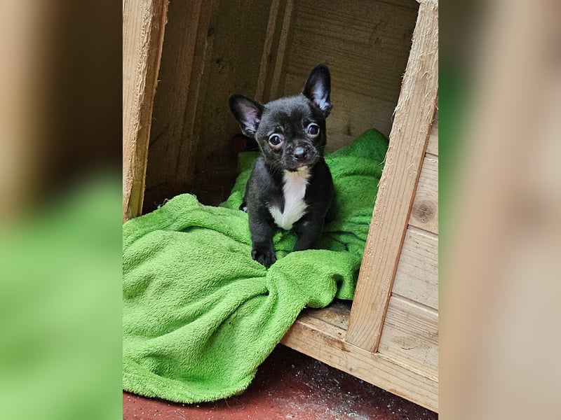 Im Auftrag Chihuahua Welpen zuverkaufen.