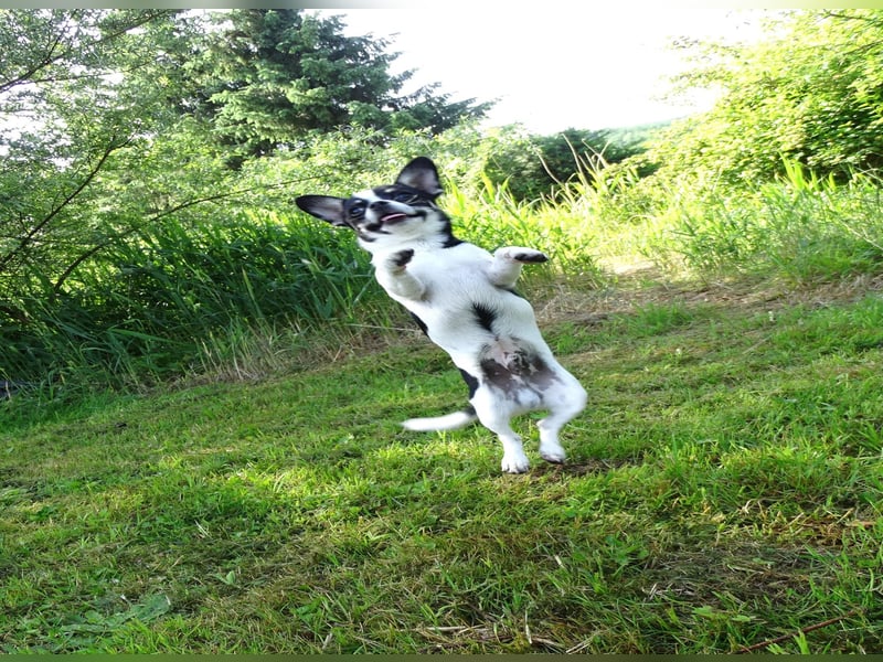 Chihuahua-Bube sucht Lieblingsmenschen