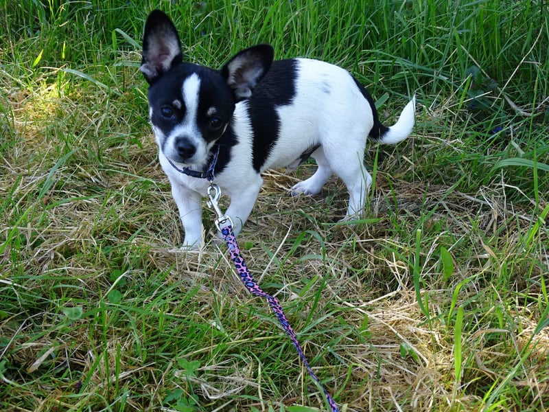 Chihuahua-Bube sucht Lieblingsmenschen