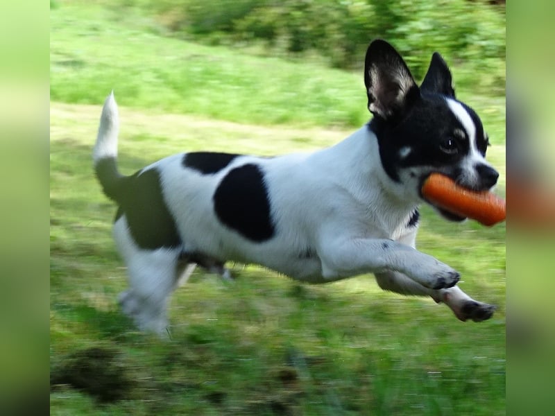 Chihuahua-Bube sucht Lieblingsmenschen