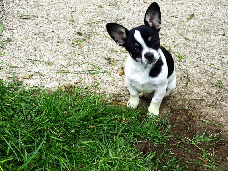 Chihuahua-Bube sucht Lieblingsmenschen