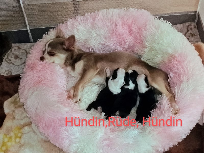 Chihuahua Welpen