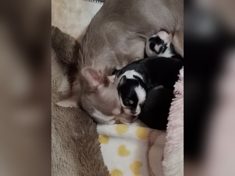 Chihuahua Welpen