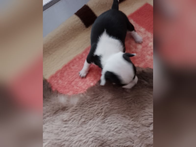 Chihuahua Welpen