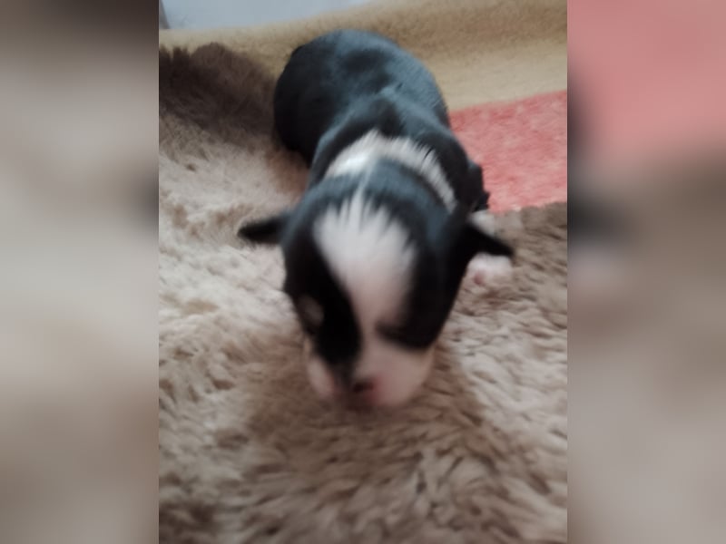 Chihuahua Welpen