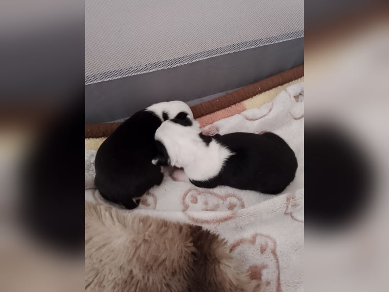 Chihuahua Welpen