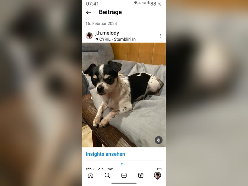 Chihuahua Welpen