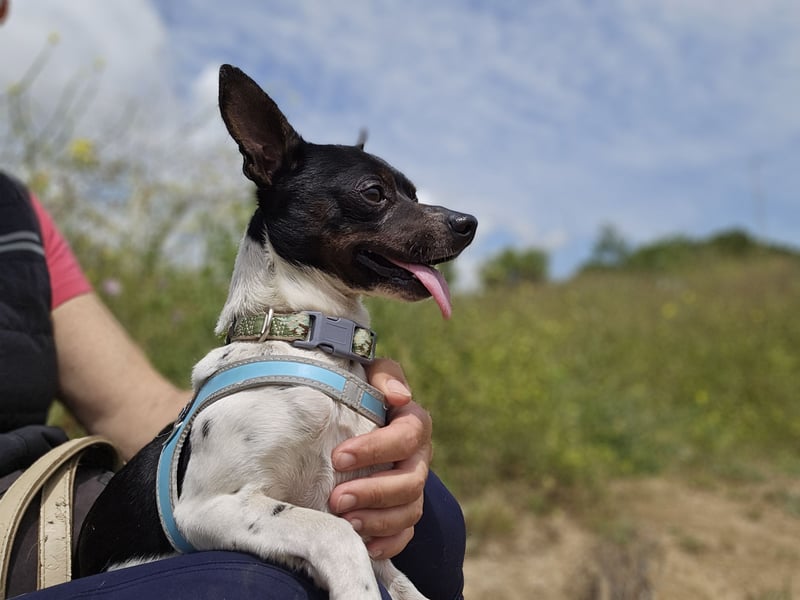 Floh: ich hüpfe in dein Herz