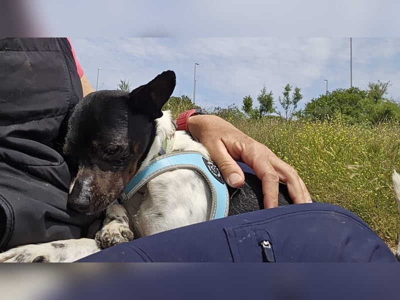 Floh: ich hüpfe in dein Herz