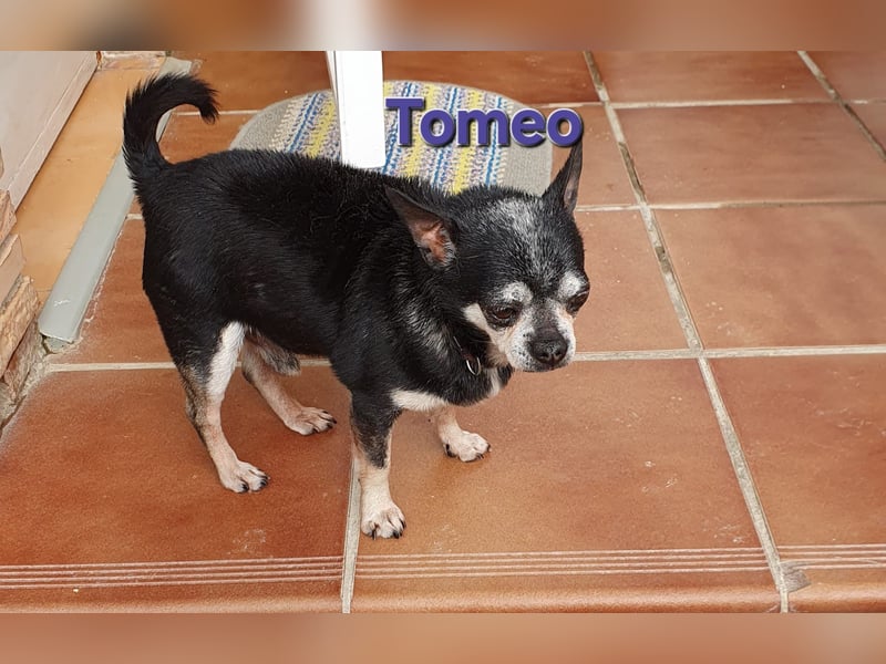 TOMEO