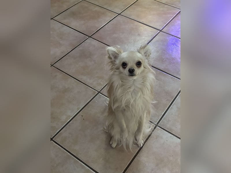 Biete Chihuahua Deckrüde