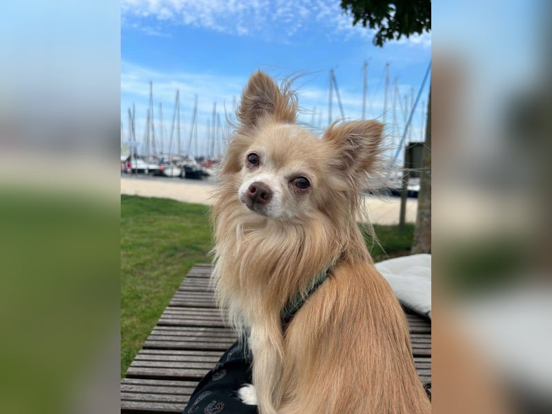Biete Chihuahua Deckrüde