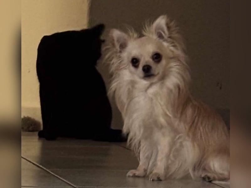 Biete Chihuahua Deckrüde