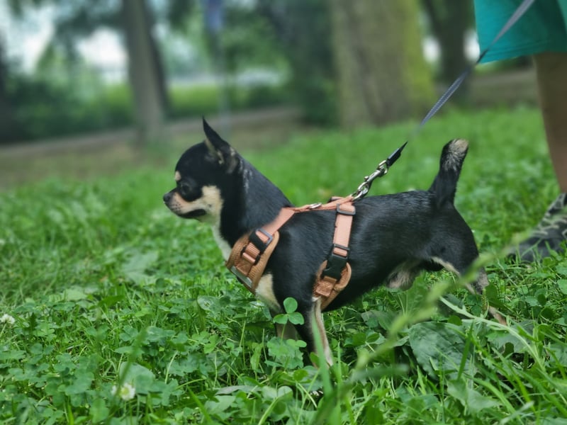 Rüde mit Ahnentafel