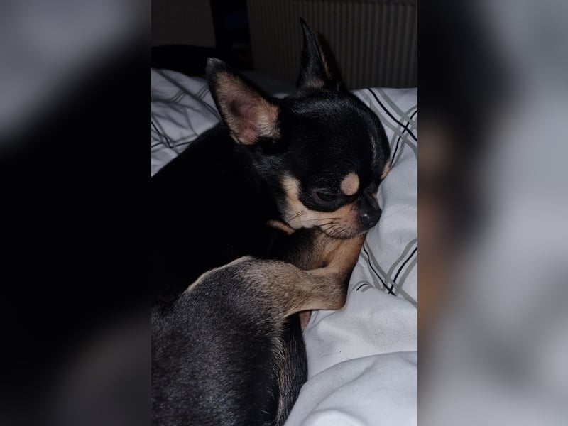 Rüde mit Ahnentafel