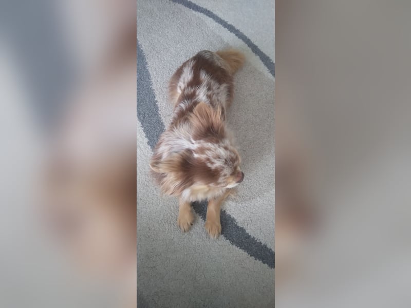 Chihuahuarüde