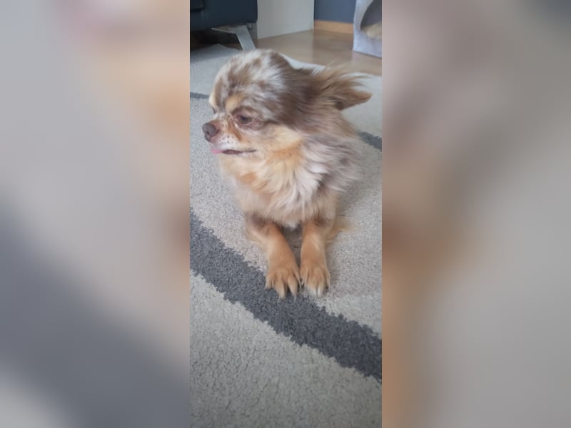 Chihuahuarüde