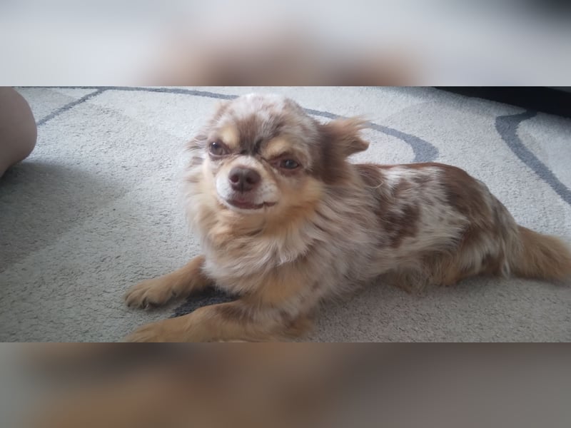 Chihuahuarüde