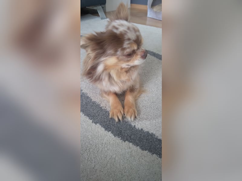 Chihuahuarüde