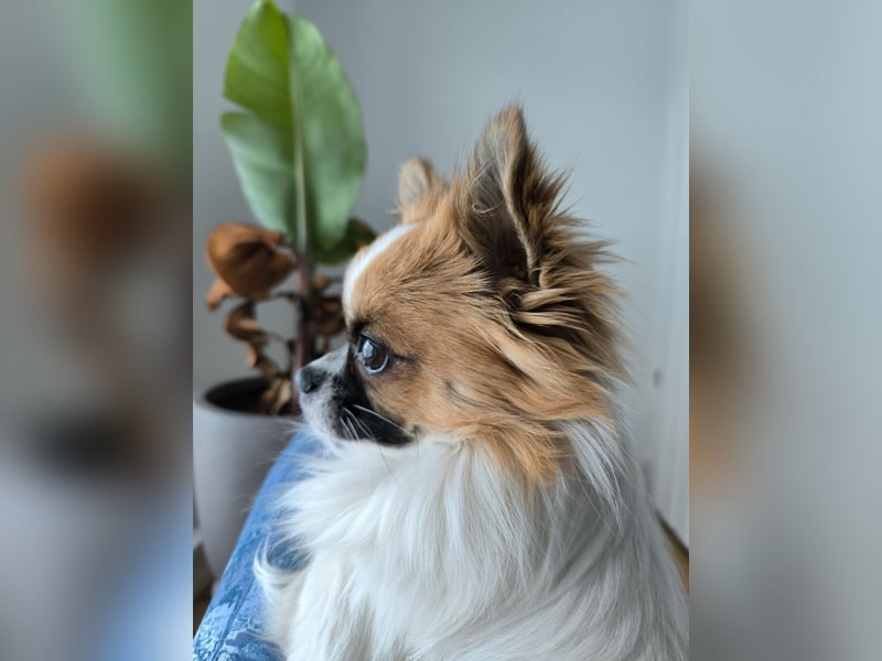 Chihuahua Langhaar