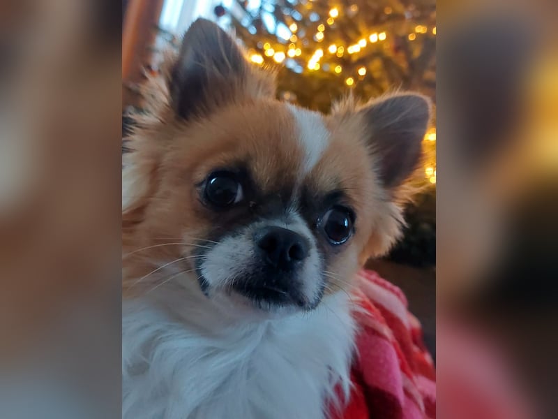 Chihuahua Langhaar
