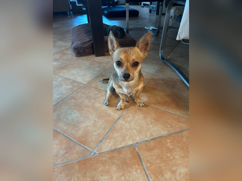 Grisu, Chihuahua-Mix, Rüde, ca. 1 Jahr, ca. 27 cm, ca. 4,5 kg
