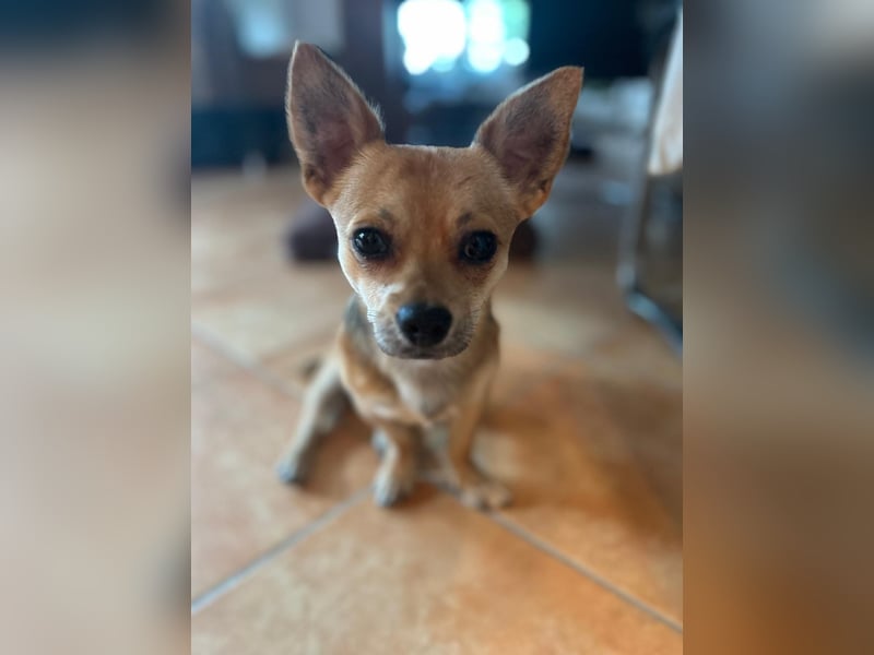 Grisu, Chihuahua-Mix, Rüde, ca. 1 Jahr, ca. 27 cm, ca. 4,5 kg