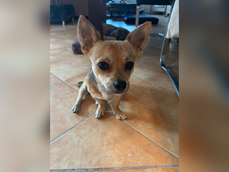 Grisu, Chihuahua-Mix, Rüde, ca. 1 Jahr, ca. 27 cm, ca. 4,5 kg