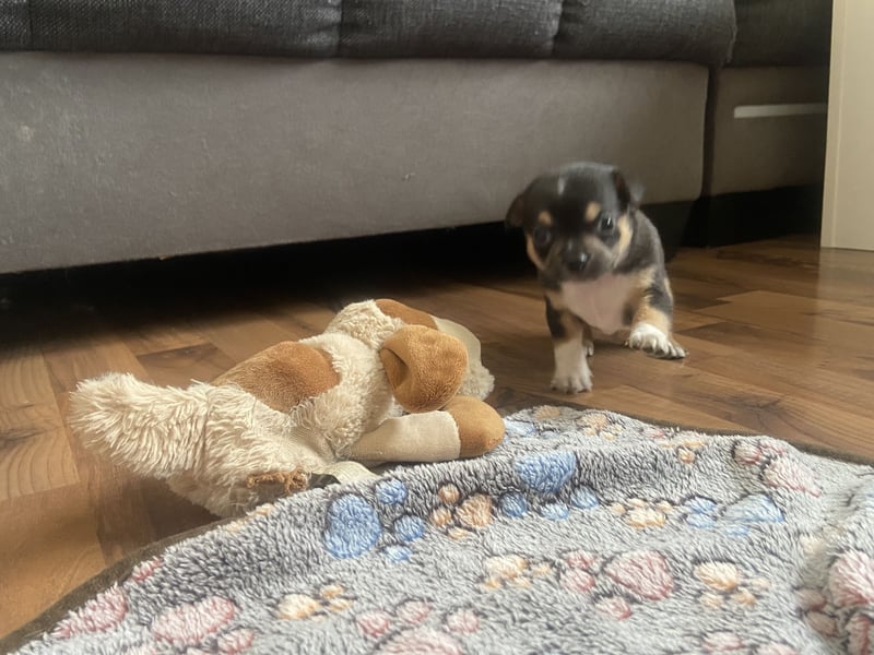 Wir suchen nach einem neuen zu Hause