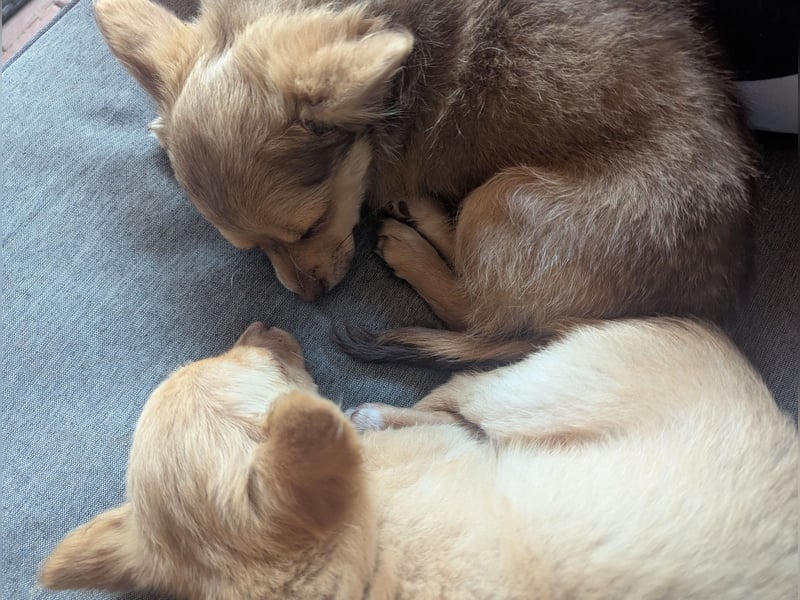 Chihuahua Rüden