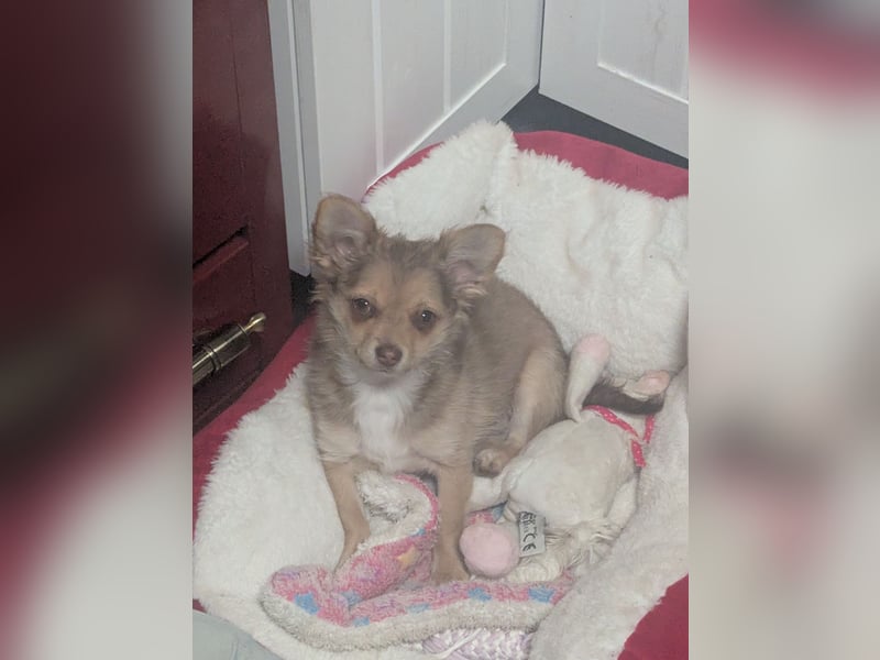 Chihuahua Rüden