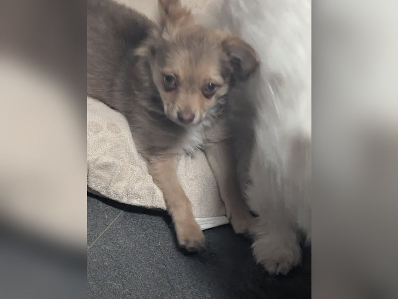 Chihuahua Rüden