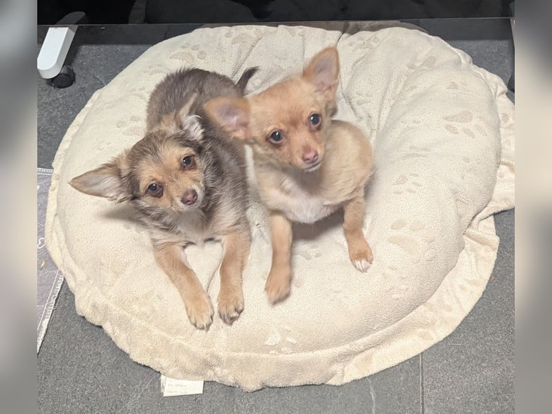 Chihuahua Rüden